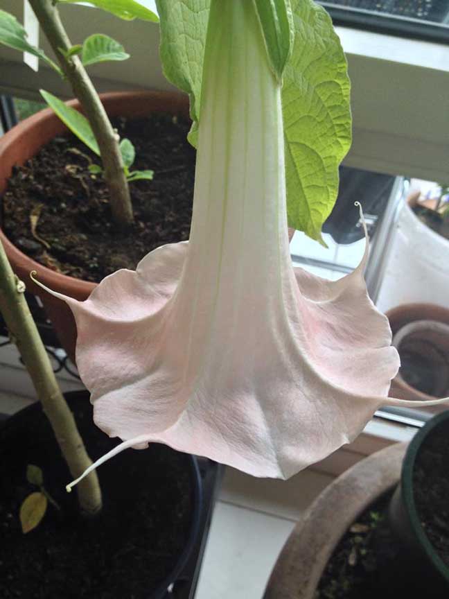 Brugmansia 'Lilly Mops'