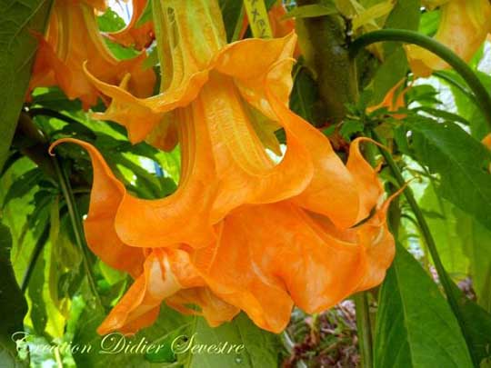 Brugmansia 'DS Andalouse'