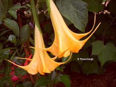 Brugmansia 'Afterglow'