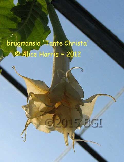 Brugmansia 'Tante Christa'