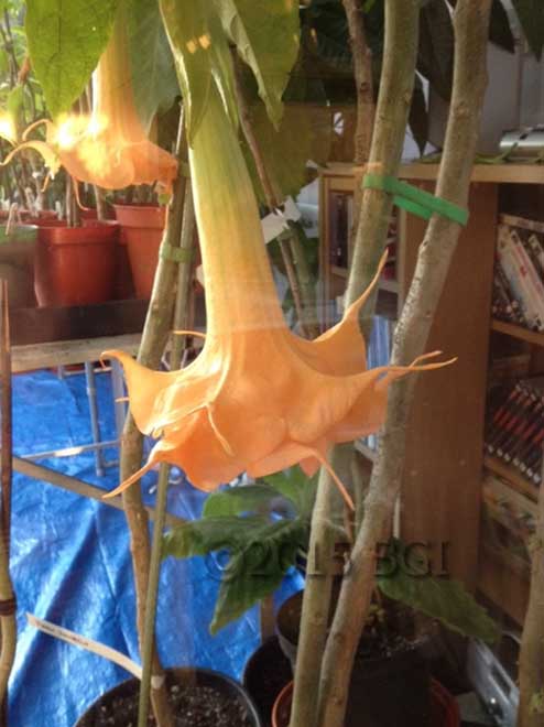 Brugmansia 'Angels Show Time'