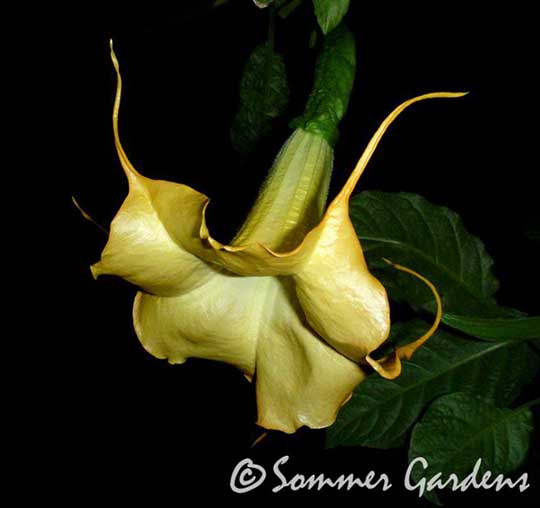 Brugmansia 'Lemon Swirl'