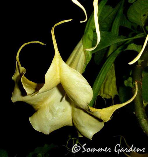 Brugmansia 'Lemon Swirl'