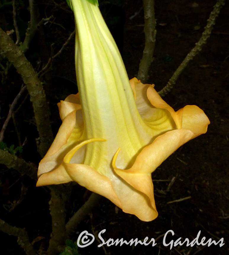 Brugmansia 'Amber Glow'