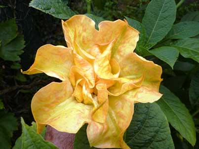 Brugmansia 'DS Fleur de Sommeville'