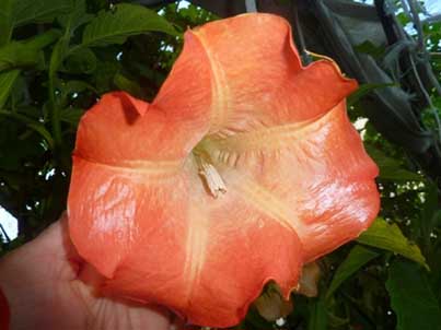 Brugmansia 'DS Punch'