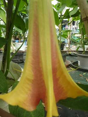 Brugmansia 'DS Punch'