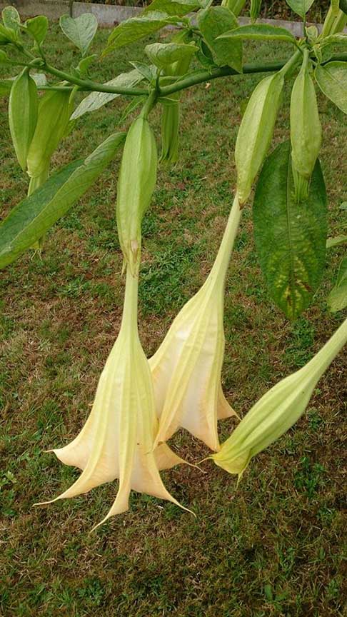 Brugmansia 'Angels Butterface'