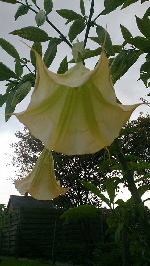 Brugmansia 'Angels Butterface'