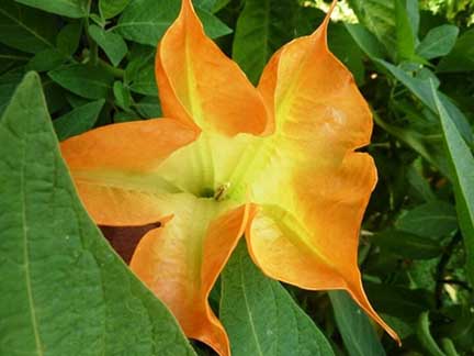 Brugmansia 'DS Zoulou'