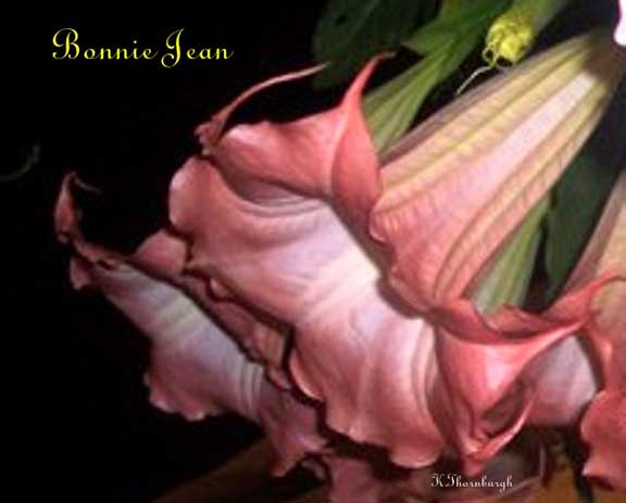 Brugmansia 'Bonnie Jean'