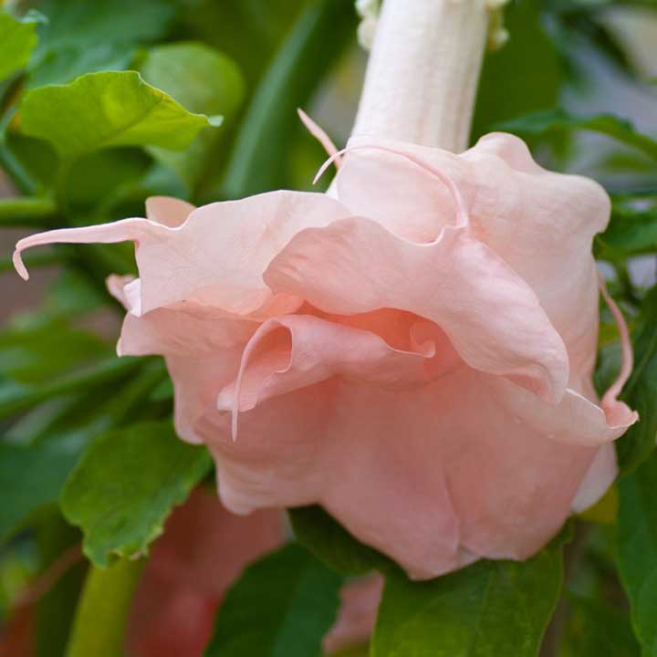 Brugmansia 'Dalen's Pink Amour'