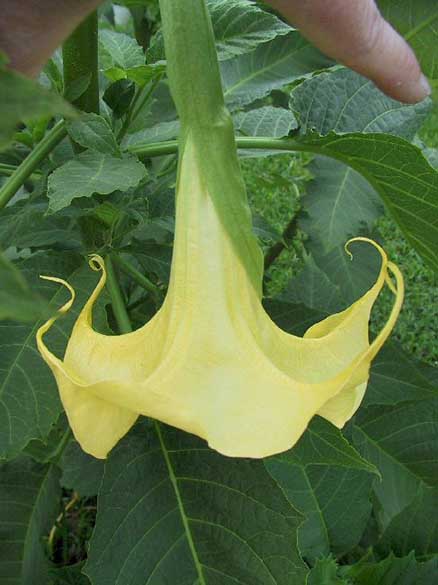 Brugmansia 'Whiskers'
