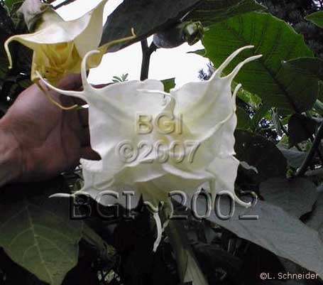 Brugmansia 'White Pearl'