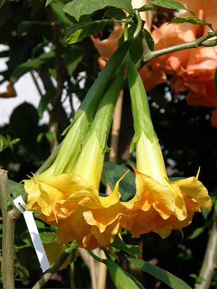 Brugmansia 'Wuppergold'