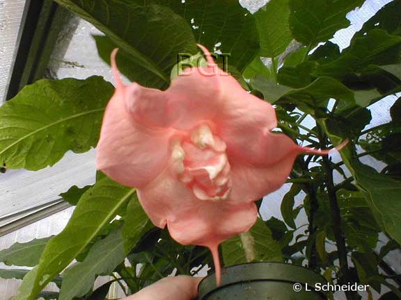 Brugmansia 'Super Rosé'