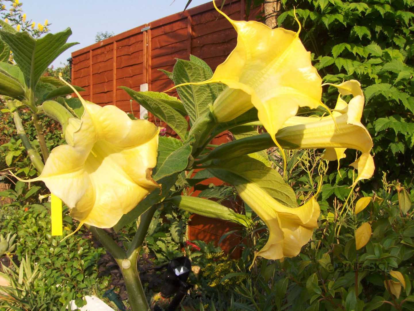Brugmansia 'Aurea Yellow Wildform'
