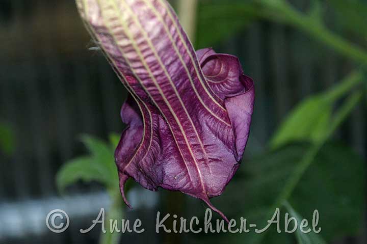 Brugmansia 'Violet Velvet'