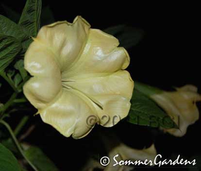 Brugmansia 'Lemon Twist'