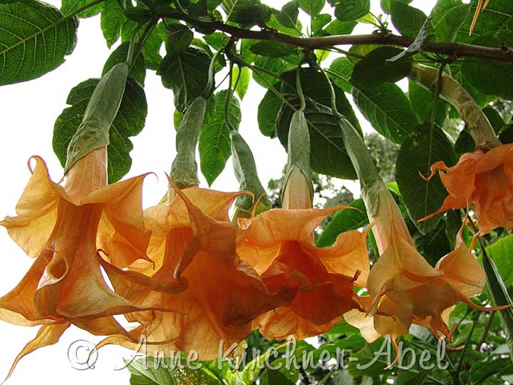 Brugmansia 'Angels Orange Drop'