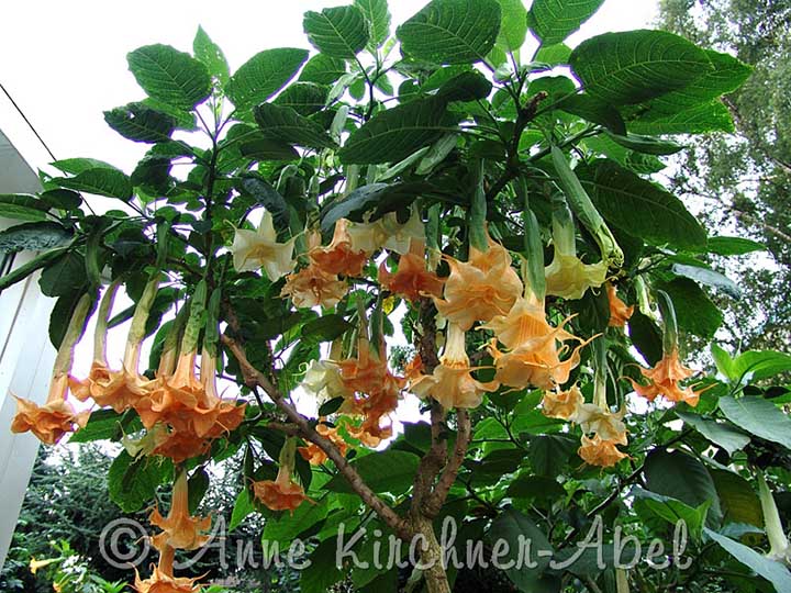 Brugmansia 'Angels Orange Drop'