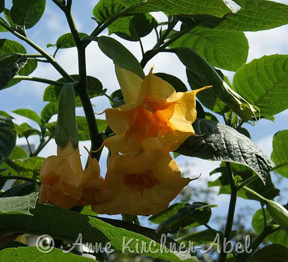 Brugmansia 'Angels Lemon Star'