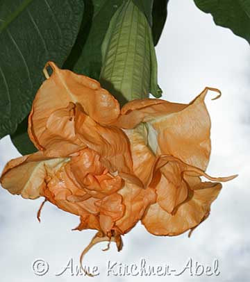 Brugmansia 'Angels Mandarin'