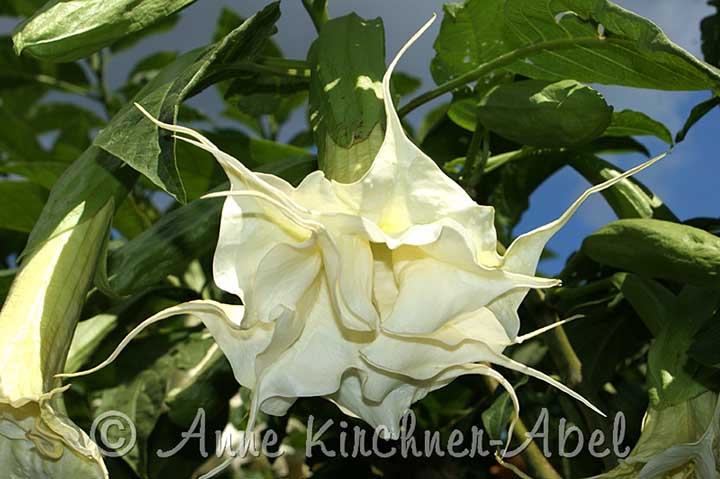 Brugmansia 'Angels Curly Tips'