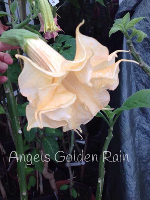 Brugmansia 'Angels Golden Rain'