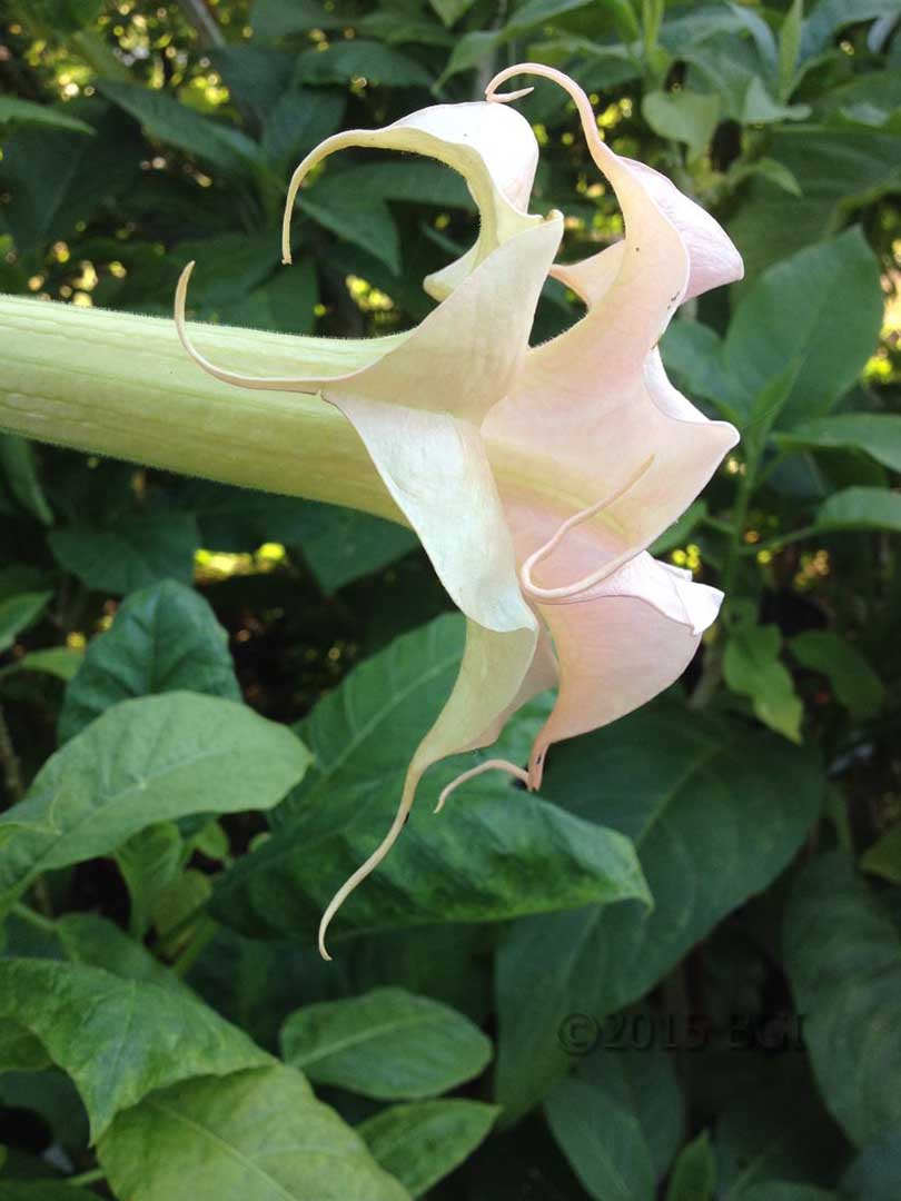 Brugmansia 'Angels Pink Pearl'