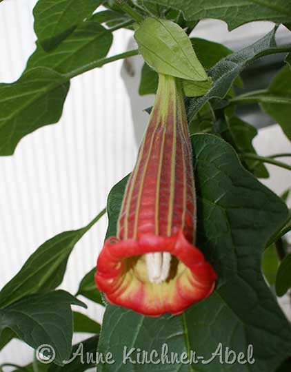 Brugmansia 'Bloody Mary'