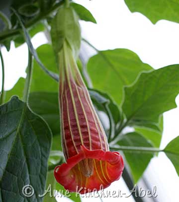 Brugmansia 'Bloody Mary'