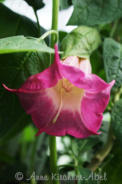 Brugmansia 'Violet Lady'