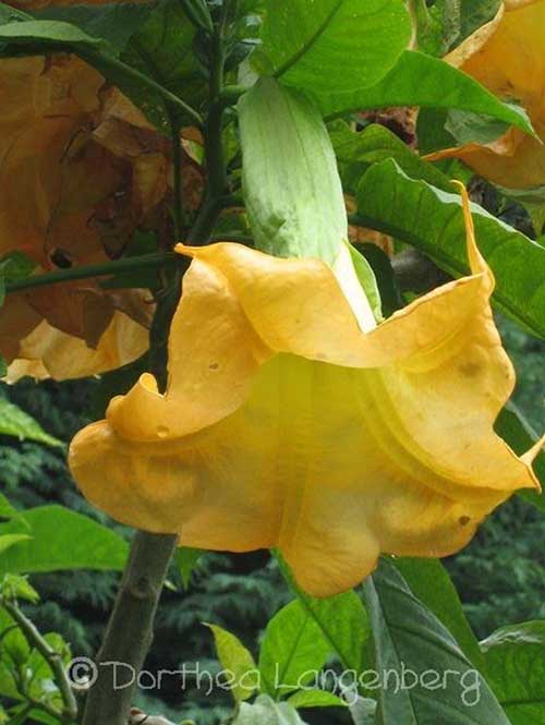 Brugmansia 'Limon Giant'