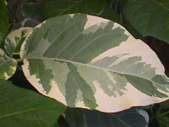 Brugmansia 'Maya'