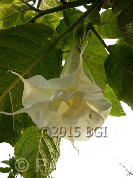 Brugmansia 'White Lady'