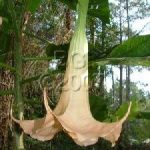 Brugmansia Abelard