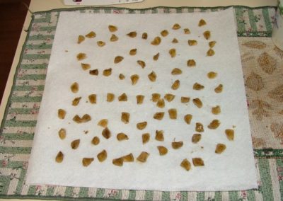 Brugmansia Seeds