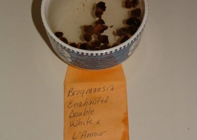 Soaking Seeds