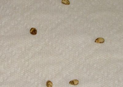 Unpeeled seeds