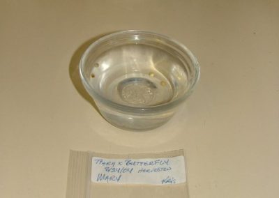 Soaking Unpeeled Seeds