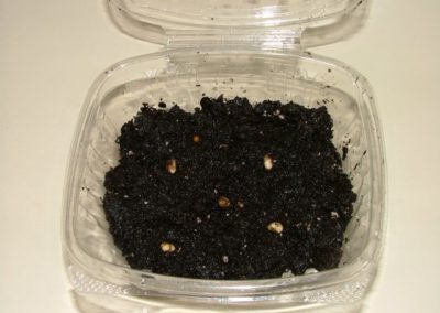 Germination