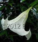 Brugmansia 'Addi'