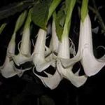 Brugmansia 'Adieu'