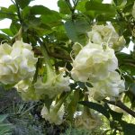 Brugmansia 'Adretta'