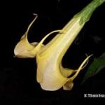 Brugmansia 'Afterglow'