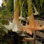 Brugmansia 'Aileen'