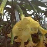 Brugmansia Aisa Delight