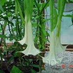 Brugmansia Alba
