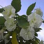 Albino